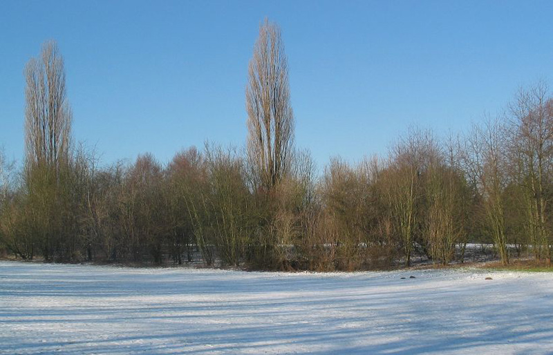 Überalterte Hecke auf der Bahn 16 auf dem West.