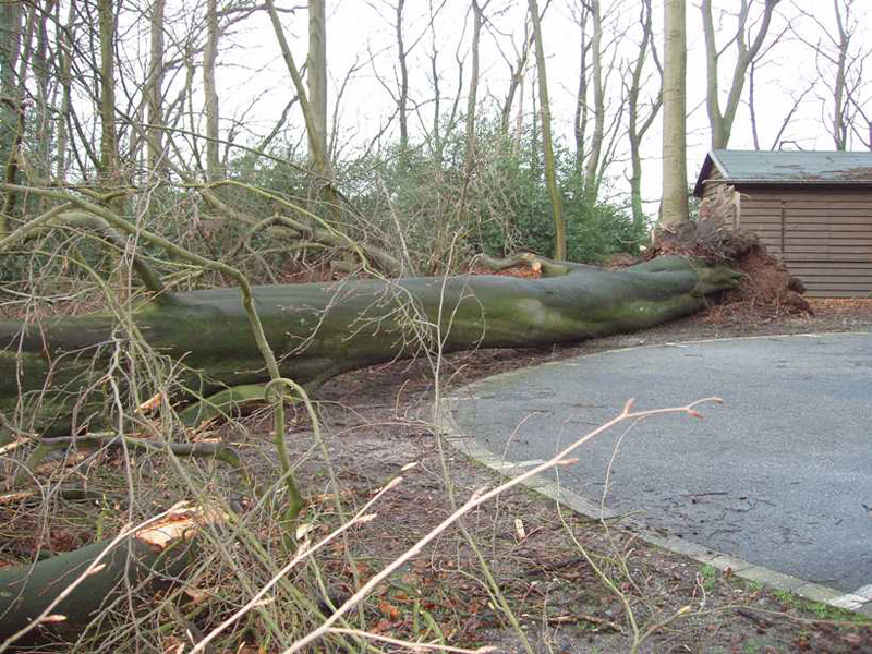 Eine riesige Buche ist auf den Parkplatz gefallen