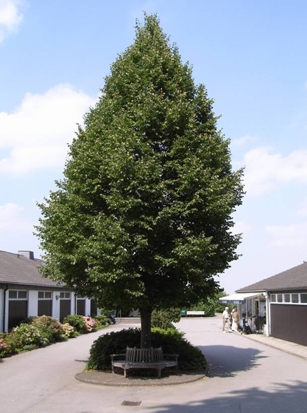 Die Linde