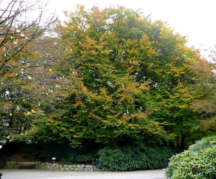 Buchen am Sandberg