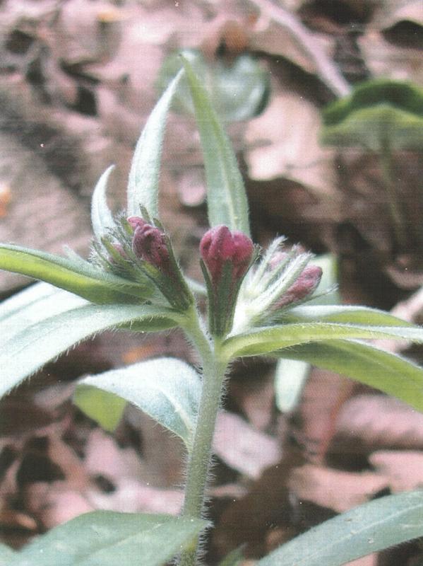 Blüten des Blauroten Steinsamens