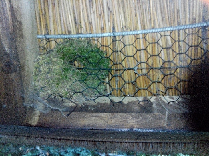 Nest des Zaunkönigs in einer Blitzschutzhütte
