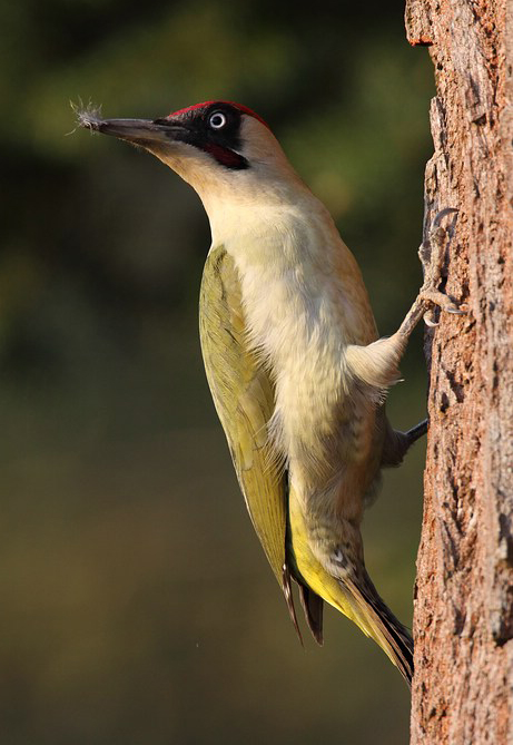 Picus viridis, der Grünspecht