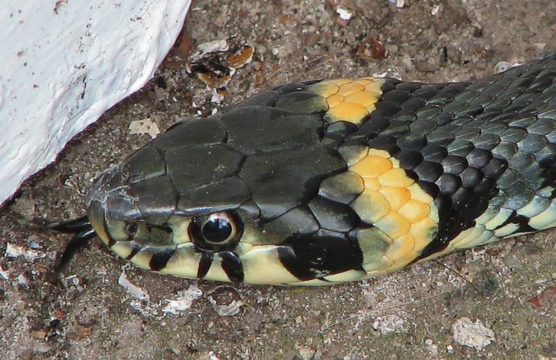 Ringelnatter (Natrix natrix)