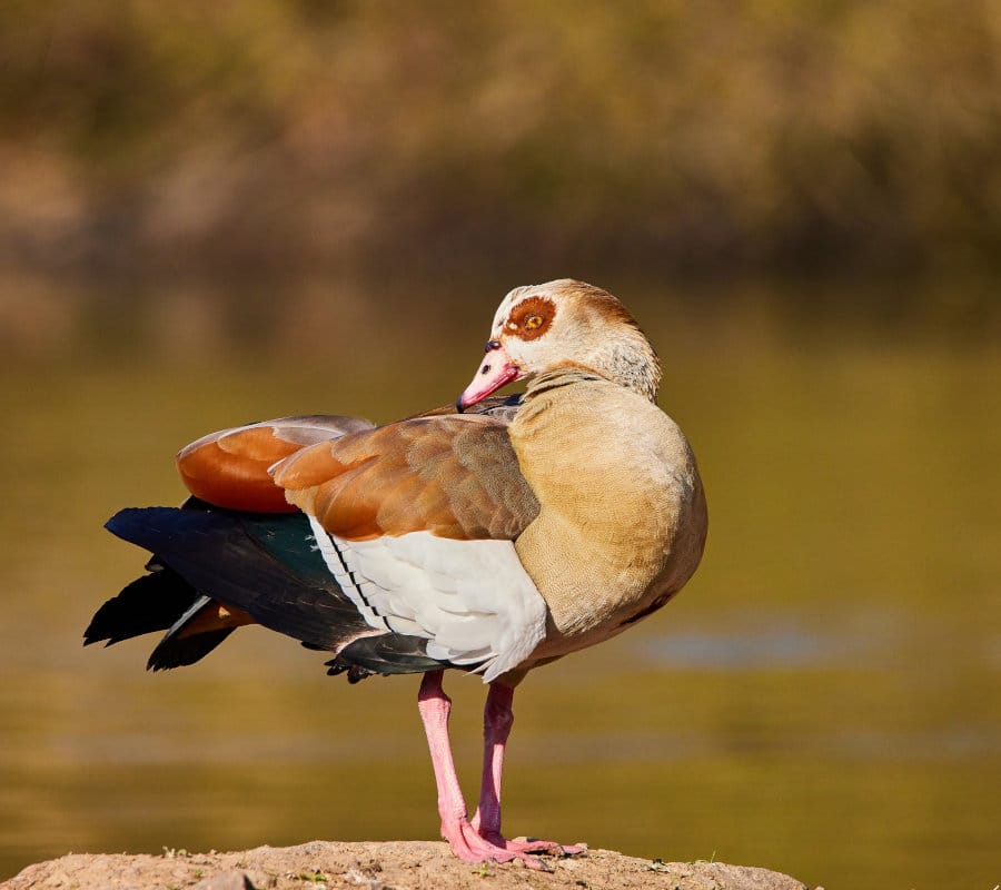 Nilgans