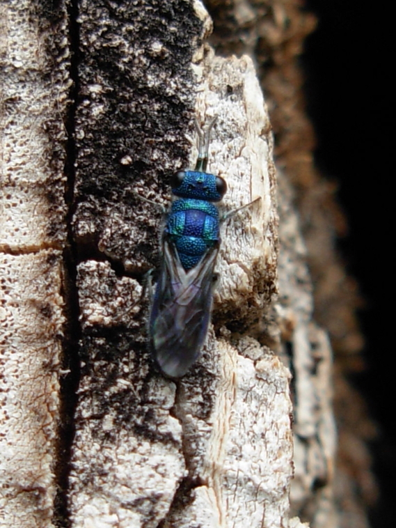 Blaue_Goldwespe