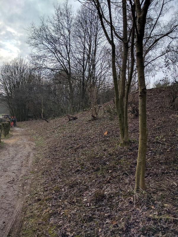 Freischnitt des Hanges an Tee 7 Ostplatz