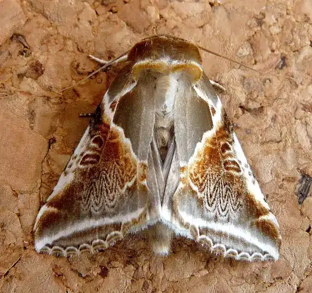 Habrosyne pyritoides (Achateulenspinner)
