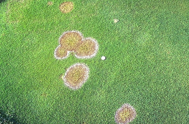 Schneeschimmel auf einem Golfgreen