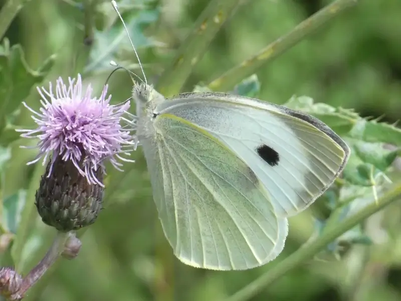 Großer Kohlweißling (Pieris brassicae)