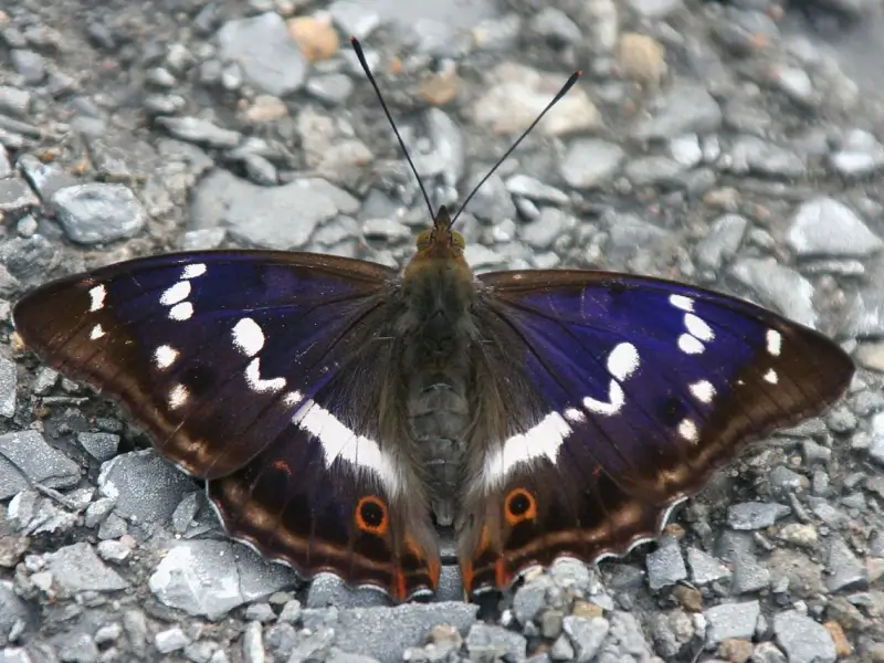 Großer Schillerfalter (Apatura iris)