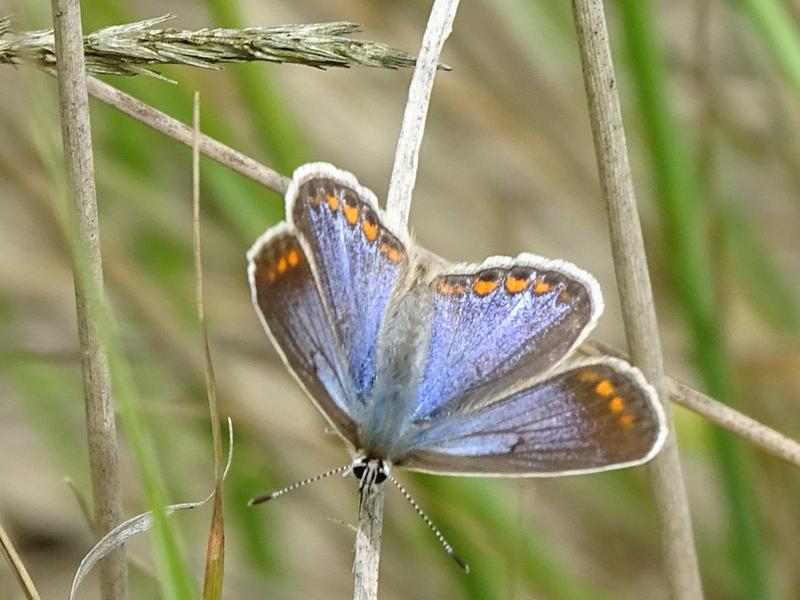 Hauhechel-Bläuling (Polyommatus icarus) – Foto: Tobias Krause