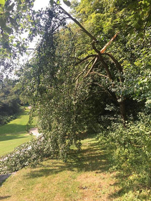 Grünastbruch an einem Obstbaum an Fairway 17 Westplatz