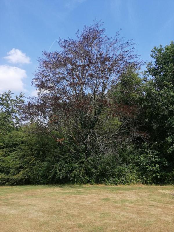 Reduzierte Blattmasse an einer Blutbuche an Fairway 1 Westplatz