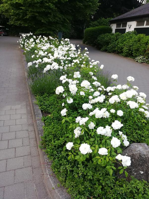 Rosenbeet am Clubhaus des GC Hubbelrath
