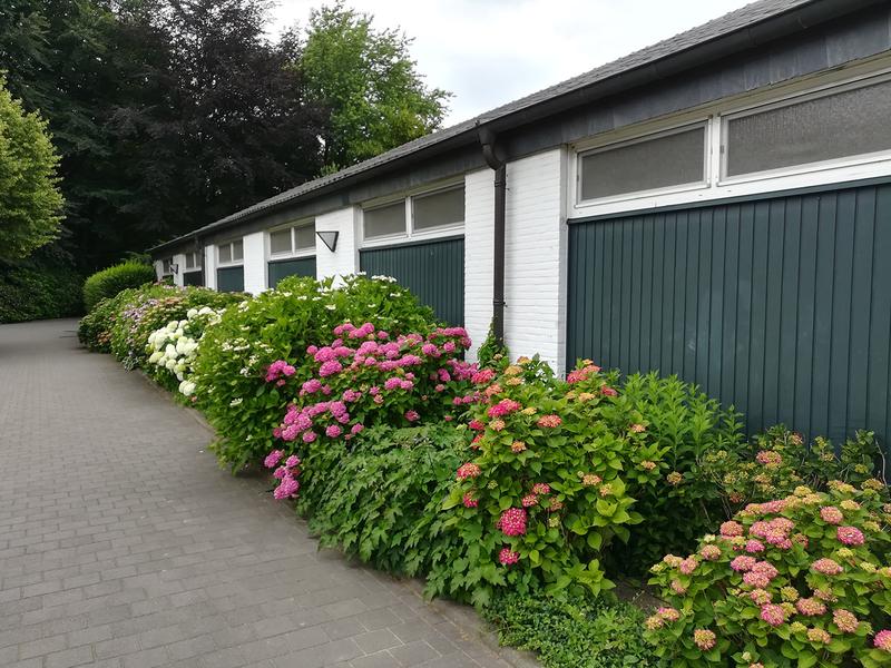 Hortensiengruppen in üppiger Blütenpracht