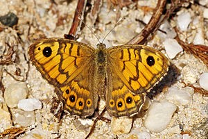 Mauerfuchs