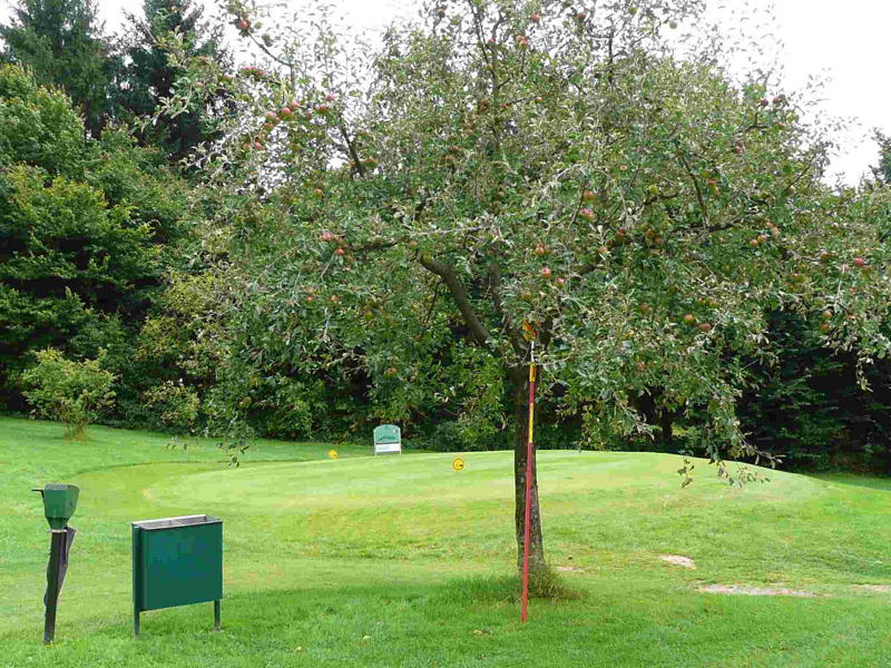 Obstbäume