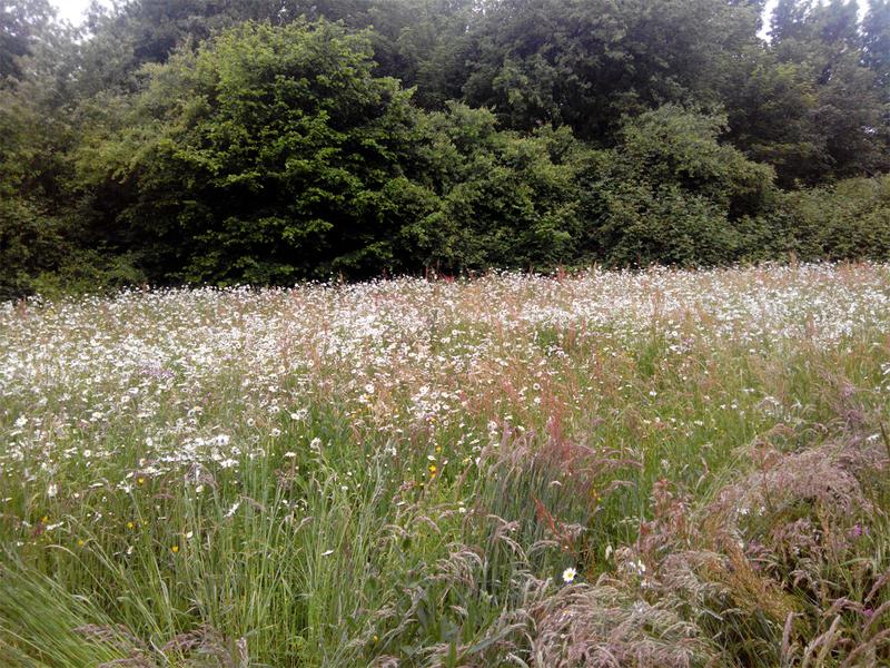 Blumenwiese am Parkplatz des Golf Club Hubbelrath