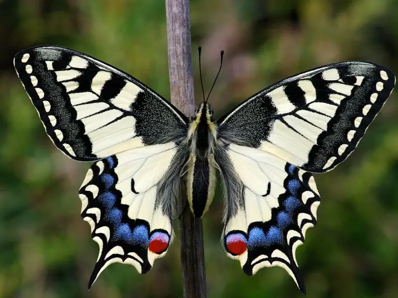 Schwalbenschwanz (Papilio machaon)