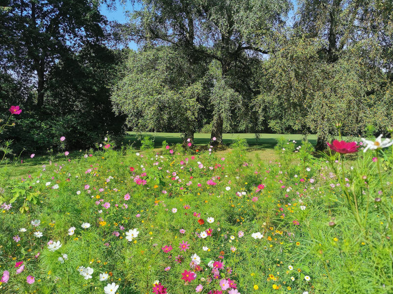 Blumenwiese im Golf Club Hubbelrath neben Fairway 3 Westplatz
