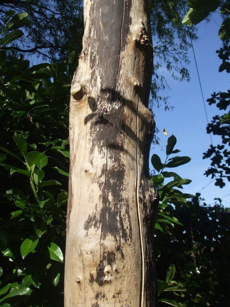 Rußrindenpilz am Bergahorn