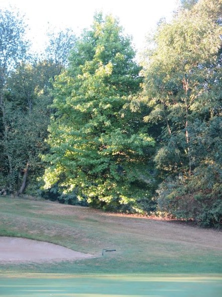 Amberbaum, Grün Loch 18, Westplatz Golf Club Hubbelrath