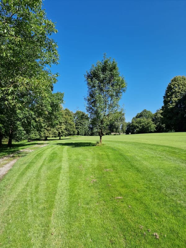 Speierling im Semirough Loch 2 Ostplatz Golf Club Hubbelrath