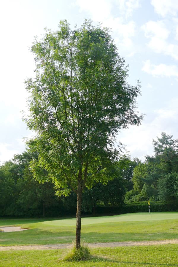 Speierling Loch 12 / Grün 13 Westplatz auf dem Golf Club Hubbelrath