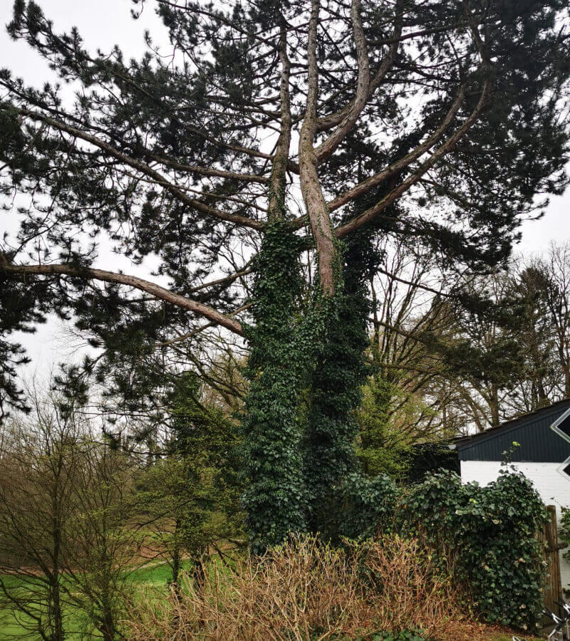 Efeu an einem Baum
