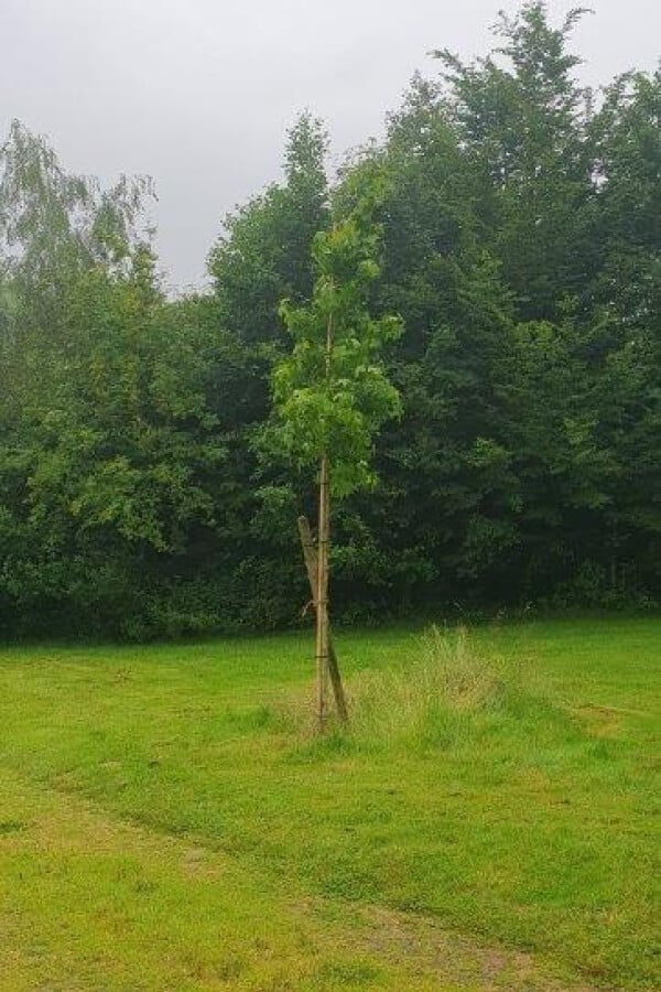Amberbaum an der Bahn 5 Ostplatz