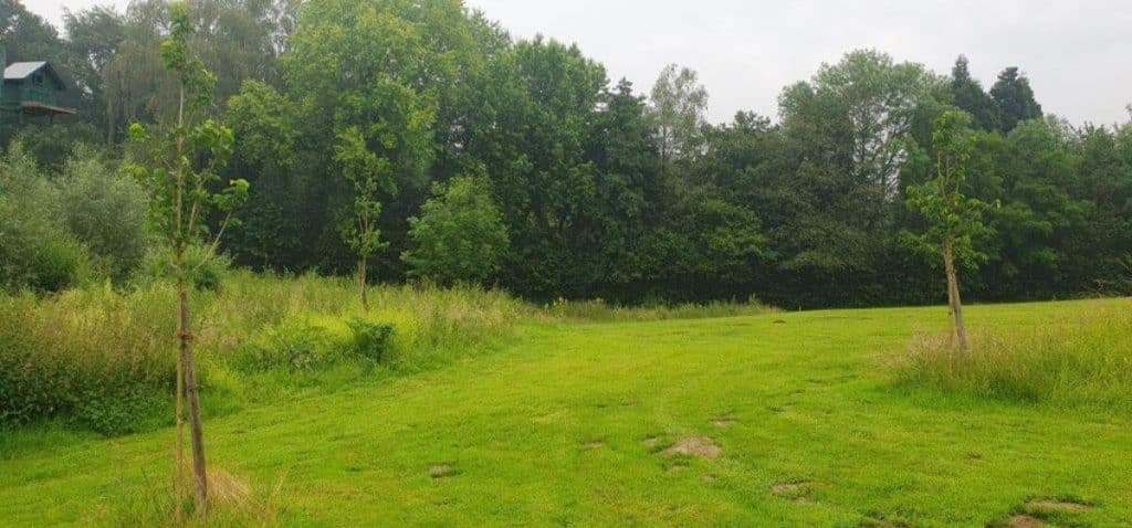 Baum-Hasel an der Bahn 17 Ostplatz