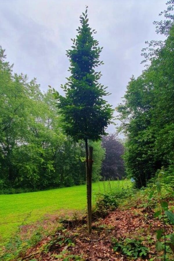 Hainbuche am Teamtee